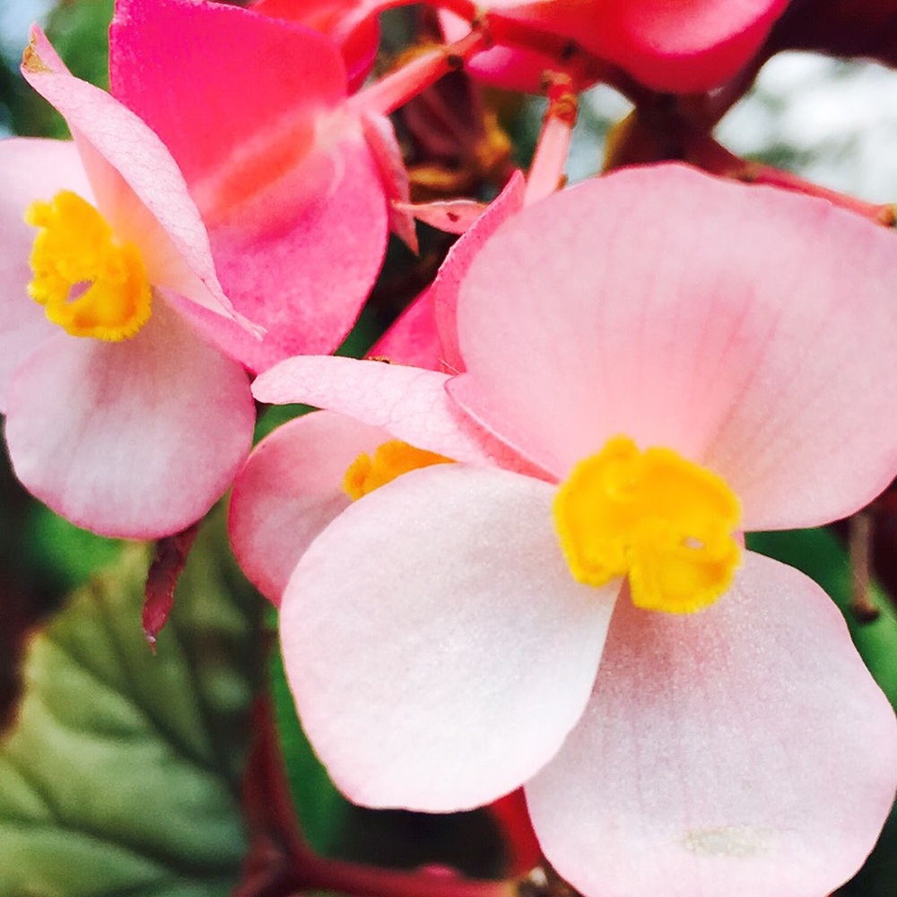 Meet your Posher, Rigal